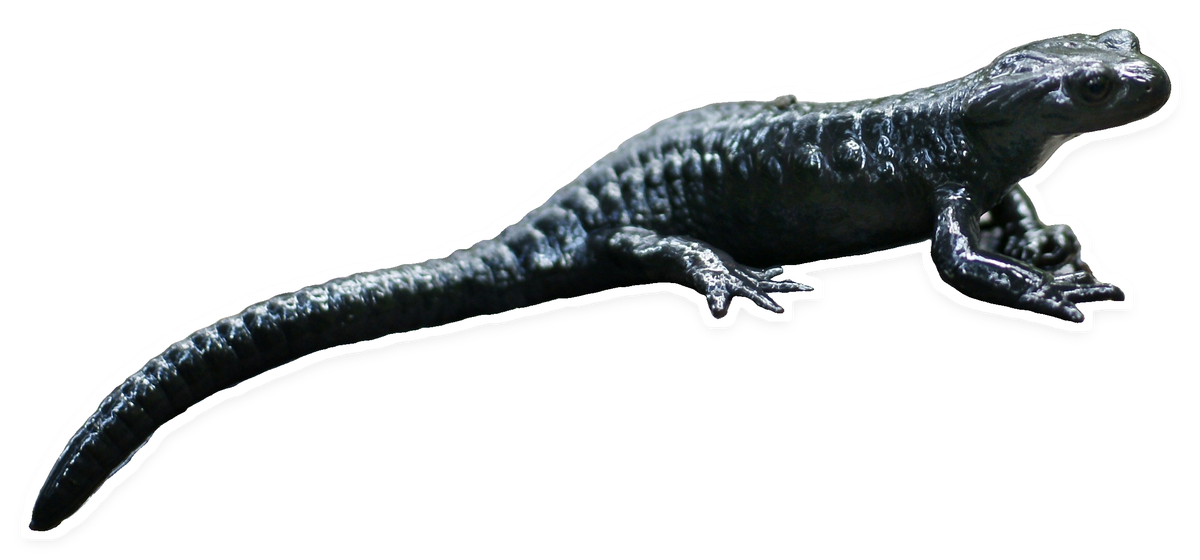 Alpine salamander, as a cut-out sticker
