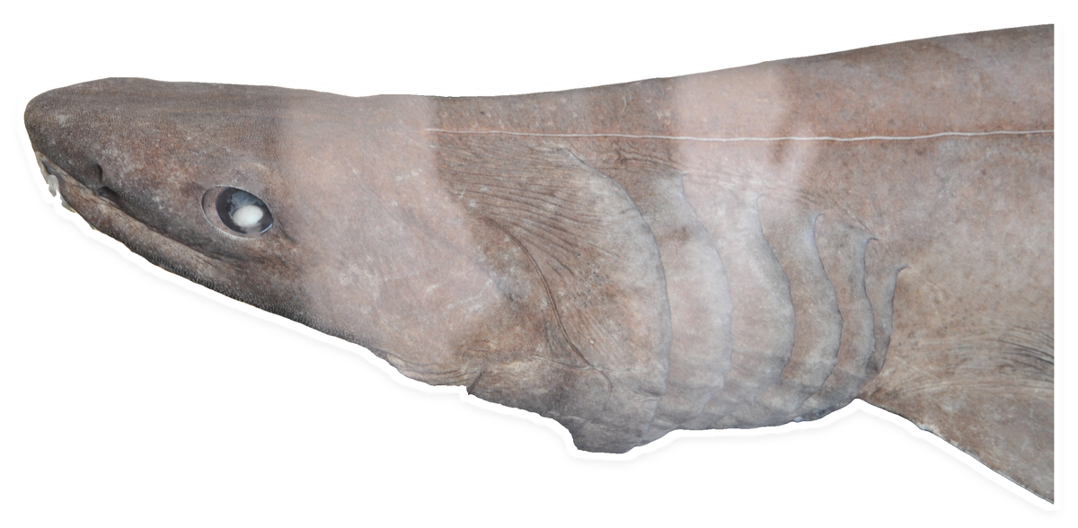 Frilled shark, as a cut-out sticker